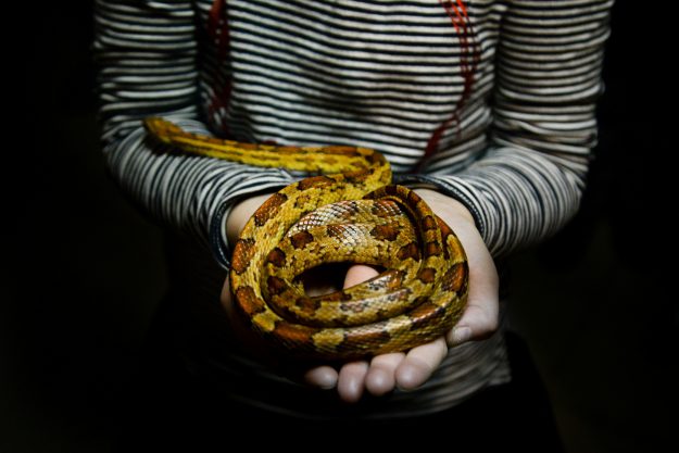 snake-3064737_1920